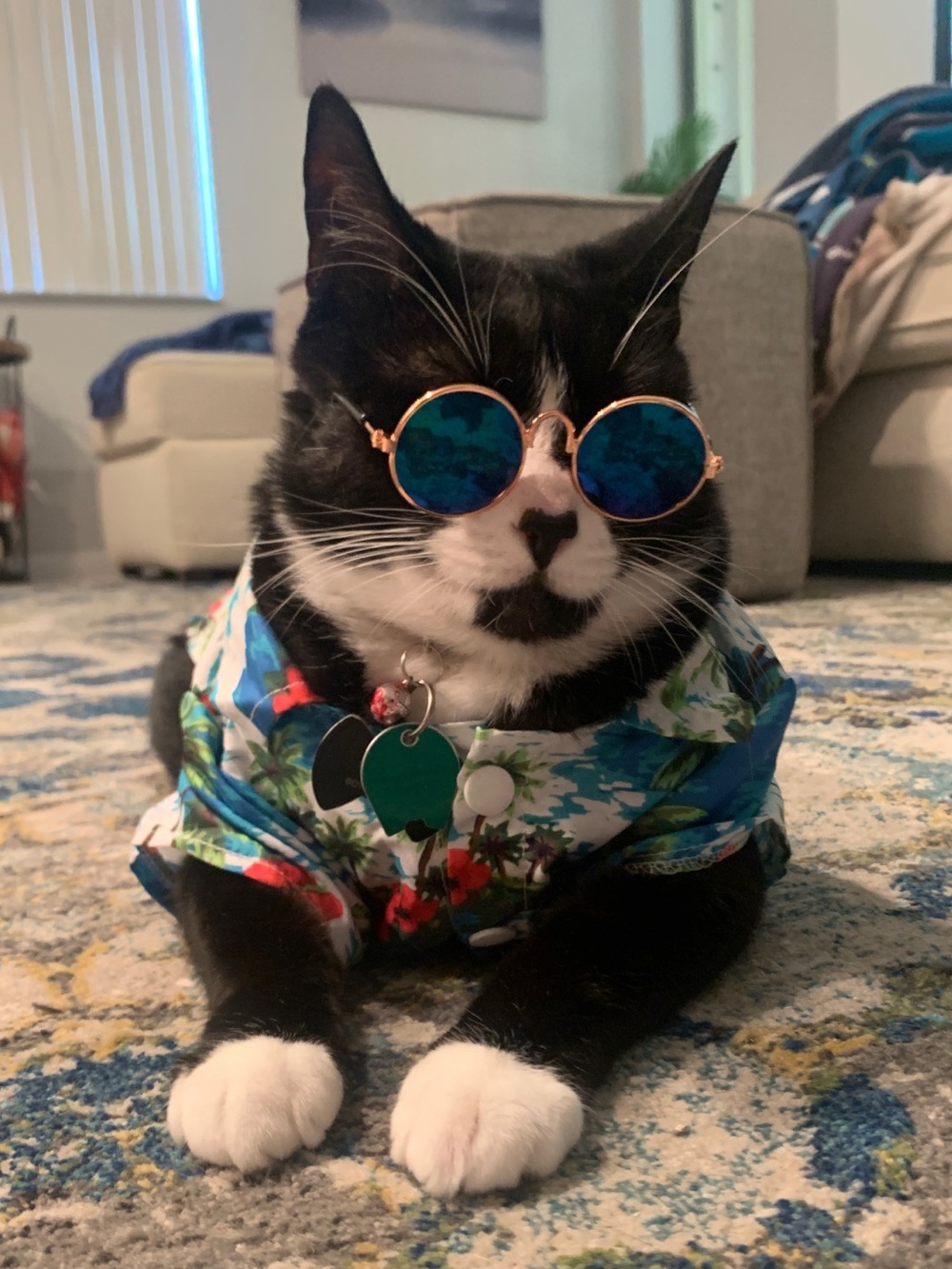🐈⬛ Peak-A-Boo!🤭Sunday🐈⬛Live🎆Share Show 🐈⬛ - Picture 4 of 8